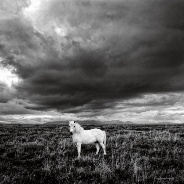 Photograph Johannes Frank Johannesson White Horse on One Eyeland